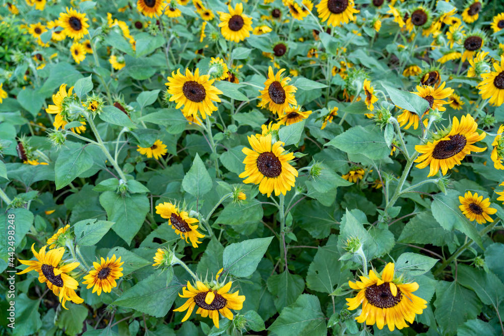 sunflower in the field sunflower in the field