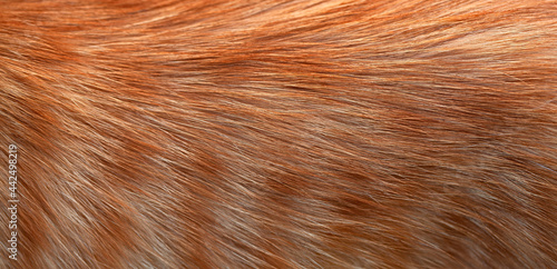 Close-up of ginger cat fur. Texture, background