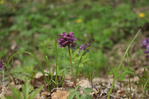 Wallpaper Mural Corydalis flowers bloomed in the spring forest Torontodigital.ca