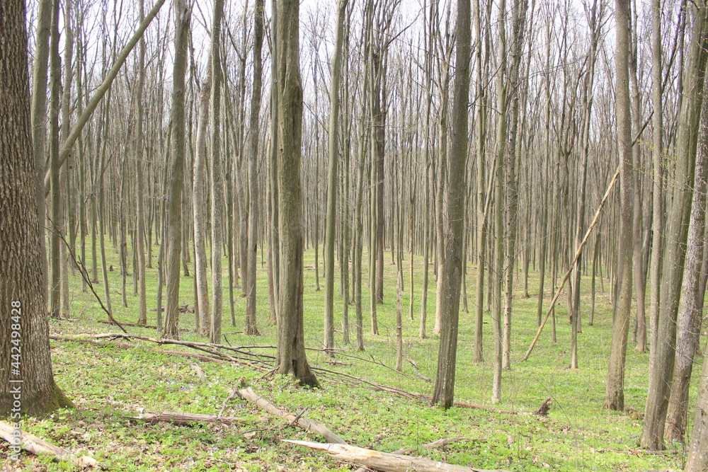 The forest road lies between the trees. Spring has adorned nature with young leaves and bright grass. a fallen tree lies by the road The forest road lies between the trees. Spring has adorned nature with young leaves and bright grass. a fallen tree lies by the road