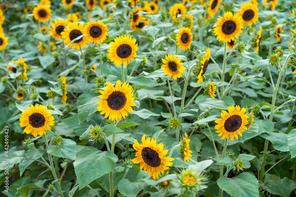 sunflower in the field sunflower in the field