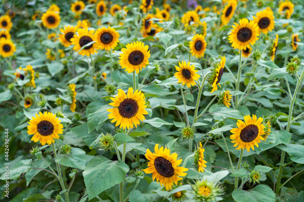 sunflower in the field sunflower in the field