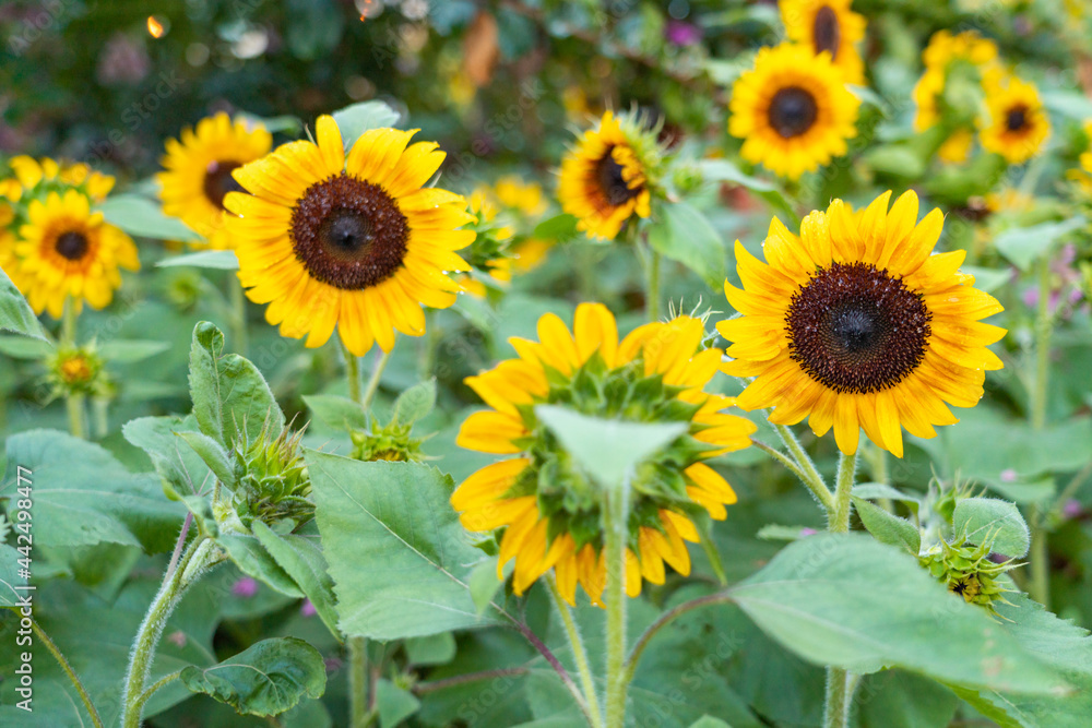 sunflower in the field sunflower in the field