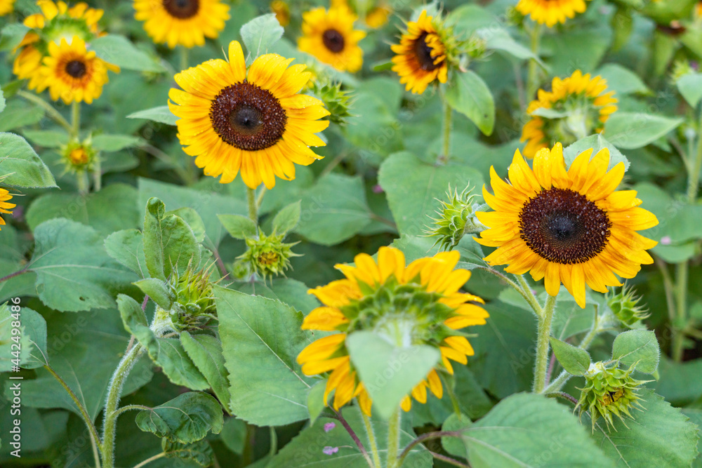 Fototapeta premium sunflower in the field