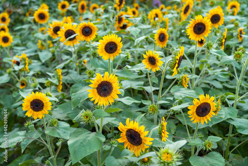 Fototapeta Naklejka Na Ścianę i Meble -  sunflower in the field