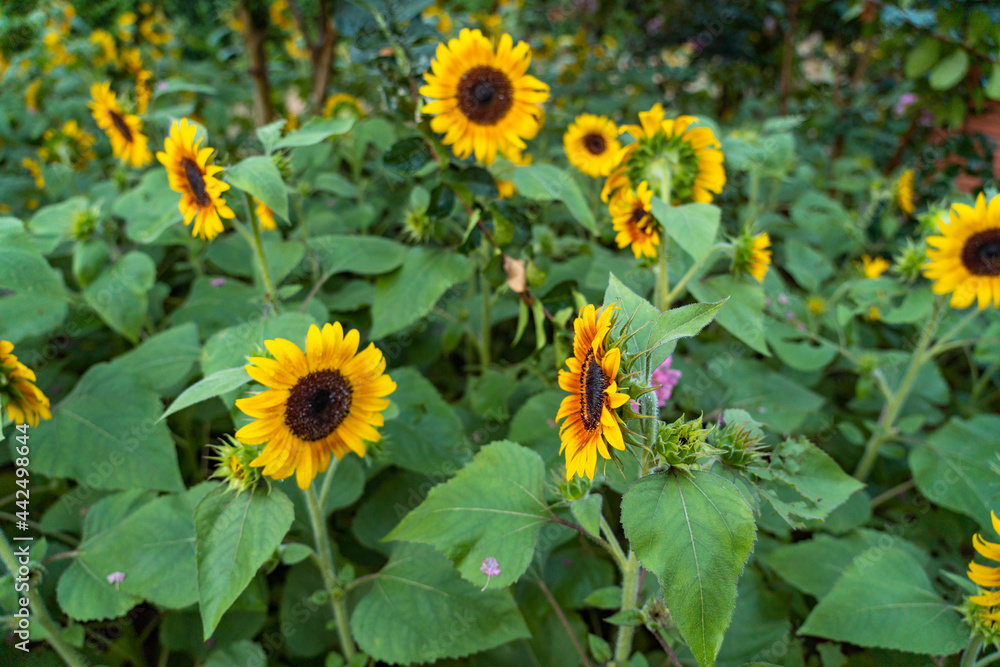 sunflower in the field sunflower in the field