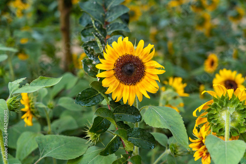 sunflower in the field