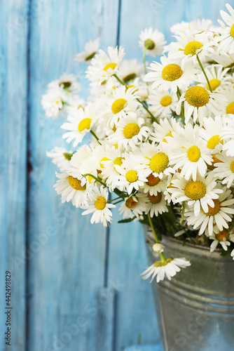 Fototapeta Naklejka Na Ścianę i Meble -  Chamomile flowers on a blue wooden background. summer mood.