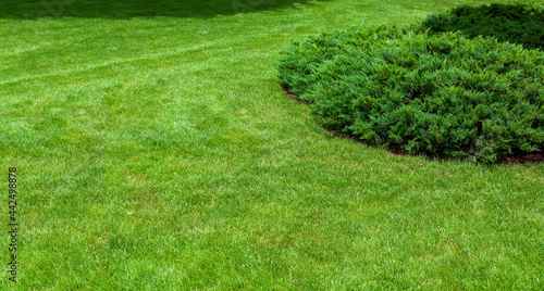 evergreen thuja bush growing on grassy backyard lawn, landscaping on lawn with copy space banner, nobody.