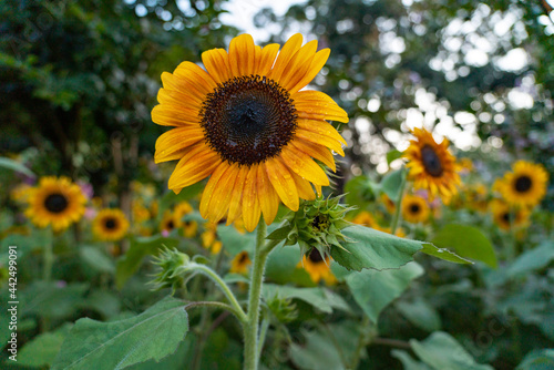 sunflower in the field