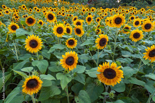 sunflower in the field