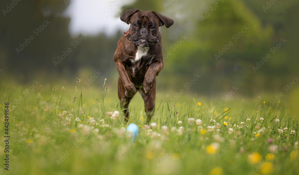 jumping dog jumping dog