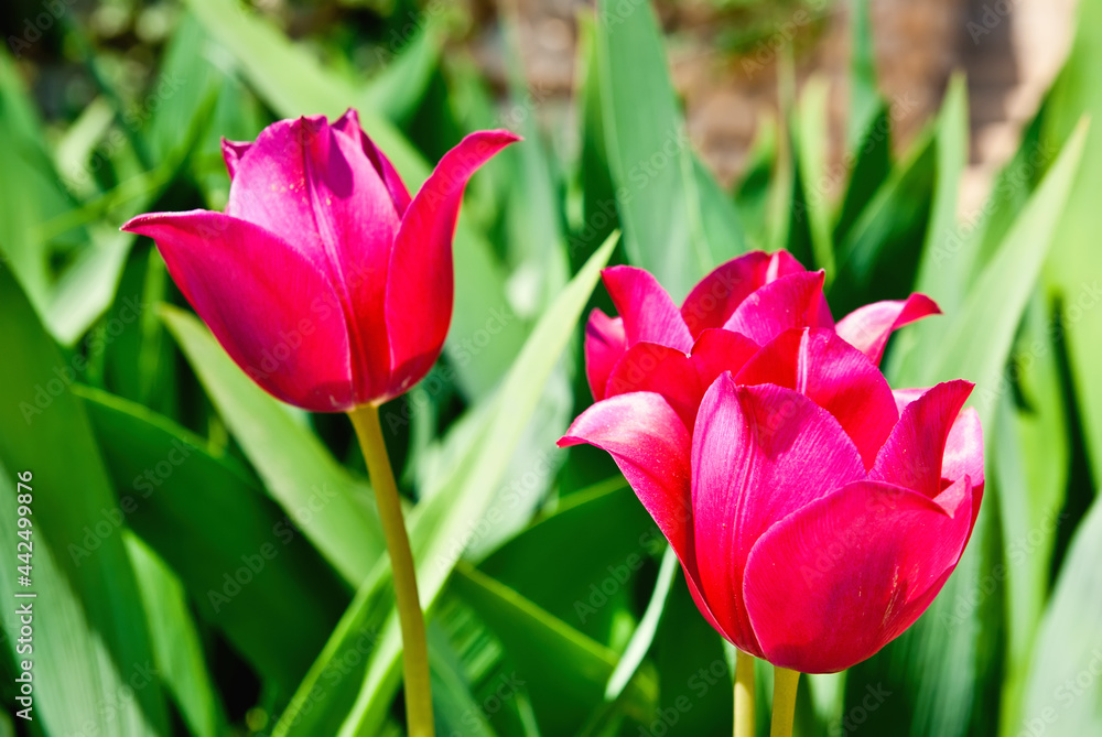 Fototapeta premium tulips