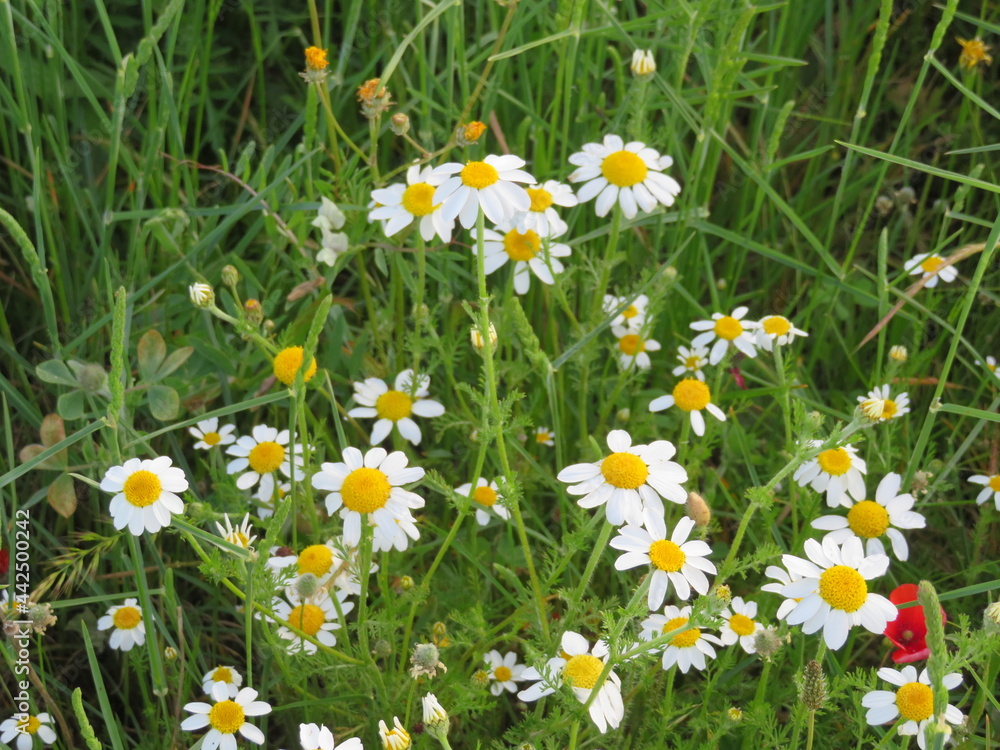 Daisy flower colors plant field beautiful petals Daisy flower colors plant field beautiful petals