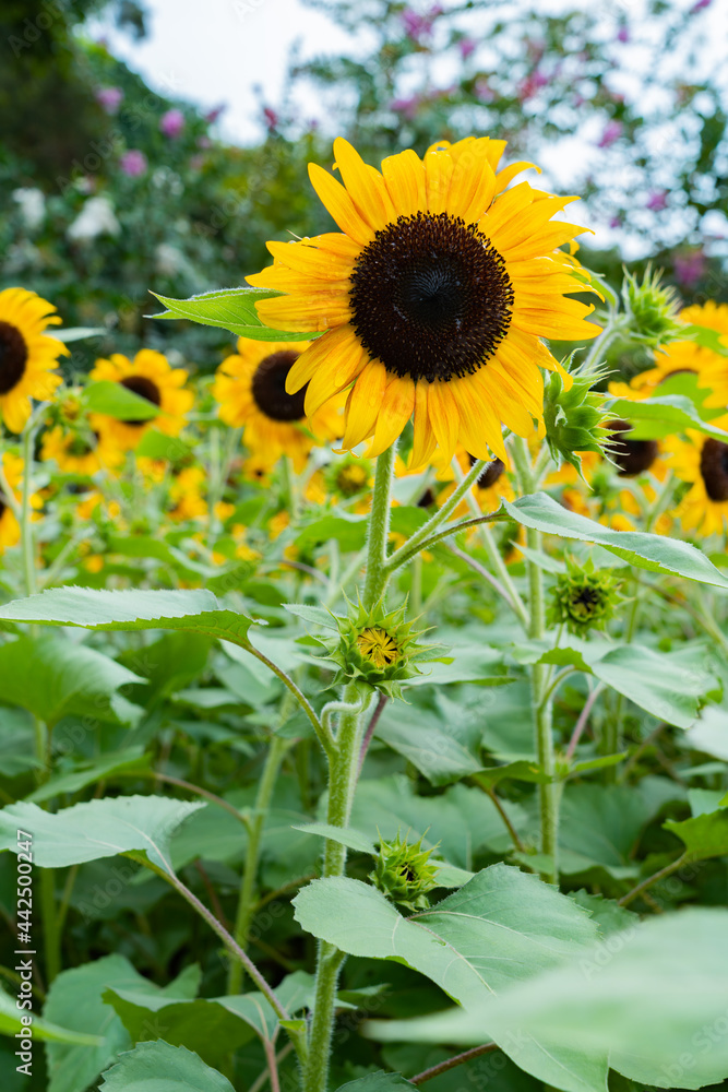 Obraz premium sunflower in the field