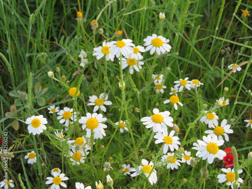 Daisy flower colors plant field beautiful petals