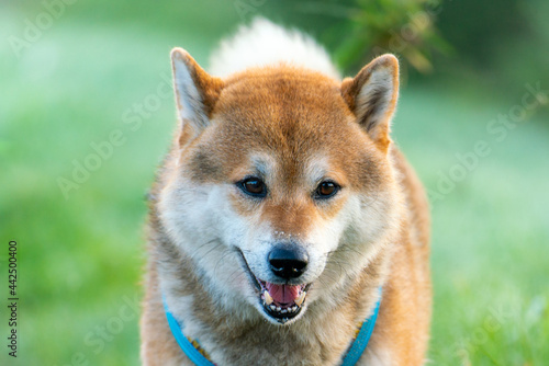 Shiba Inu