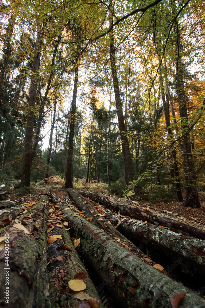 Fototapeta premium Herbstwald im Gegenlicht 2