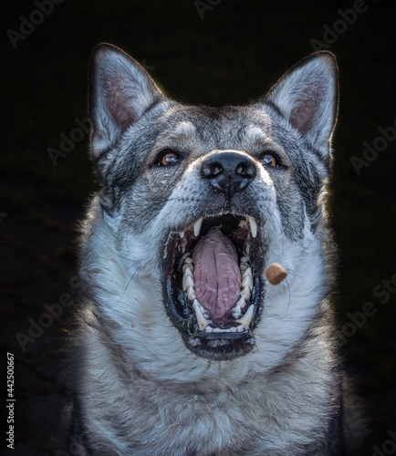 wolfshound