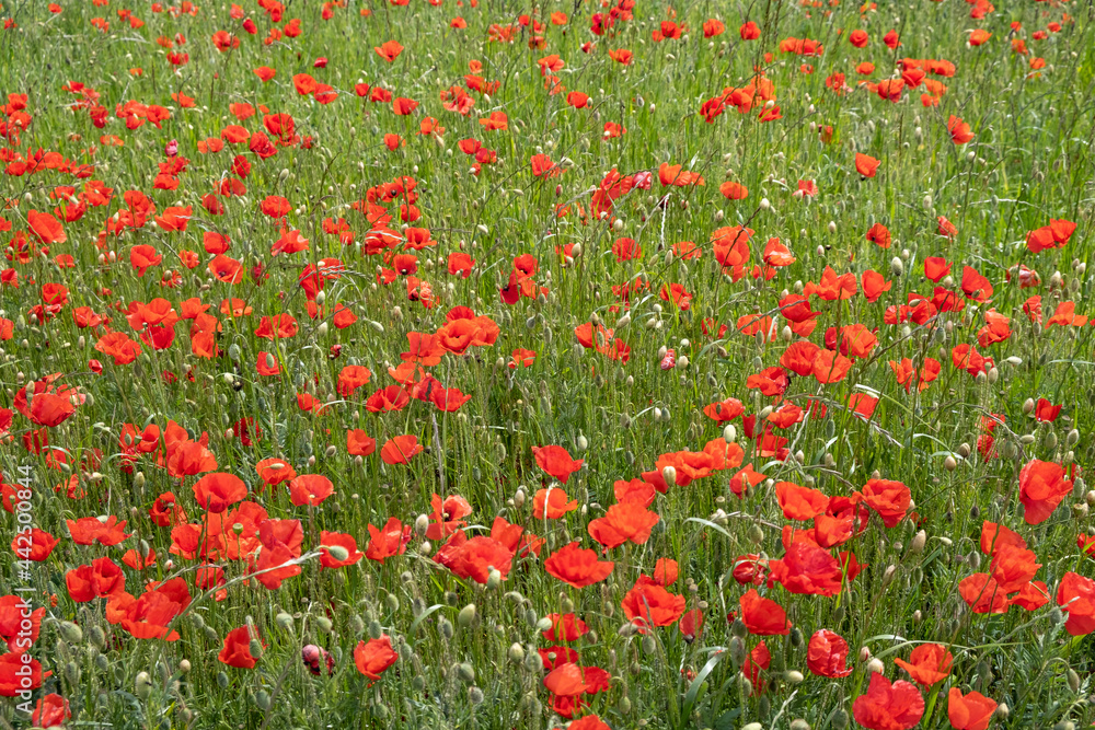 colorful summer field of red poppies 