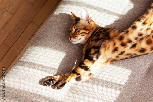 Bengal cat lying on sofa and resting.