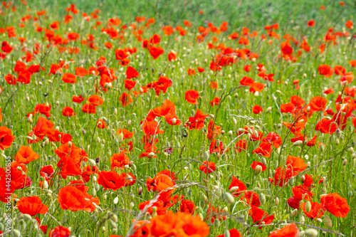colorful field of red poppies 