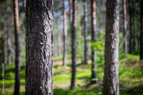 A selective focus of pine tree bark in the pine forest