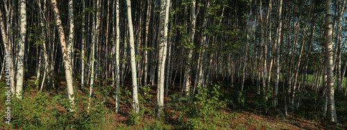 birch grove on a bright sunny day