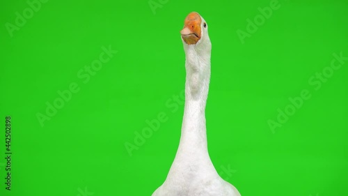 portrait white kholmogory goose female on a green screen, studio photo