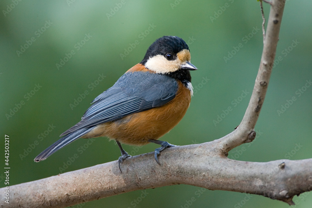 Bonte Mees, Varied Tit, Poecile varius Bonte Mees, Varied Tit, Poecile varius
