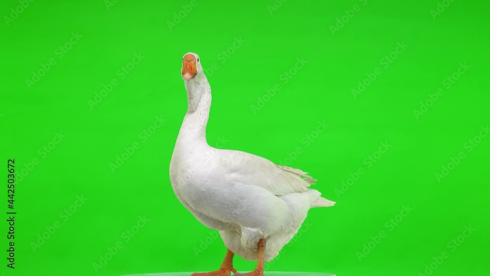 white kholmogory goose female stands on a green screen, studio white kholmogory goose female stands on a green screen, studio