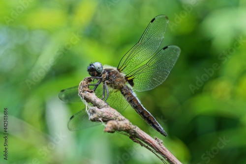 one big gray dragonfly sits on a branch on a green background in nature © butus