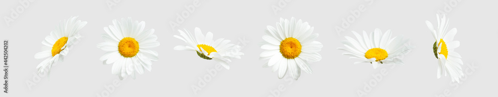 Chamomile flowers isolated on light gray background. Collection of beautiful chamomile flowers, summer sunny flower. Medicinal plant. Floral background, blooming. Element for your design Chamomile flowers isolated on light gray background. Collection of beautiful chamomile flowers, summer sunny flower. Medicinal plant. Floral background, blooming. Element for your design