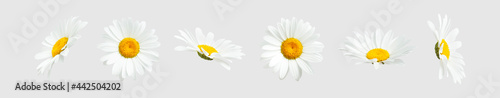 Chamomile flowers isolated on light gray background. Collection of beautiful chamomile flowers  summer sunny flower. Medicinal plant. Floral background  blooming. Element for your design