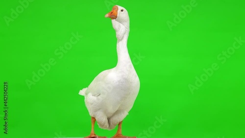 white kholmogory goose female stands on a green screen, studio photo