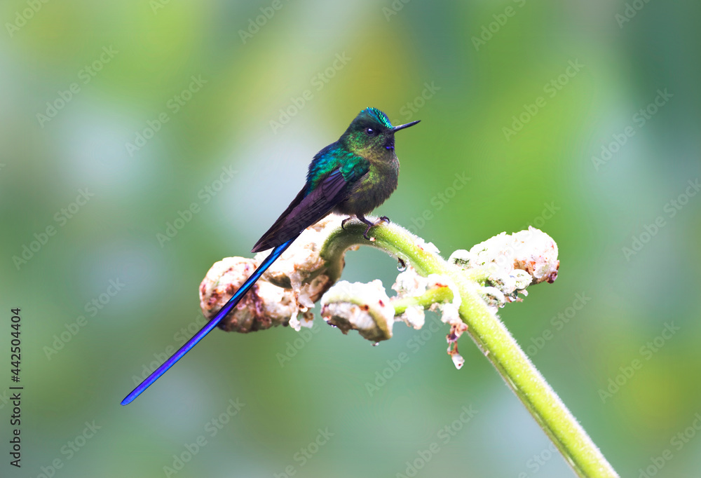 Fototapeta premium Violetstaartnimf, Violet-tailed Sylph, Aglaiocercus coelestis