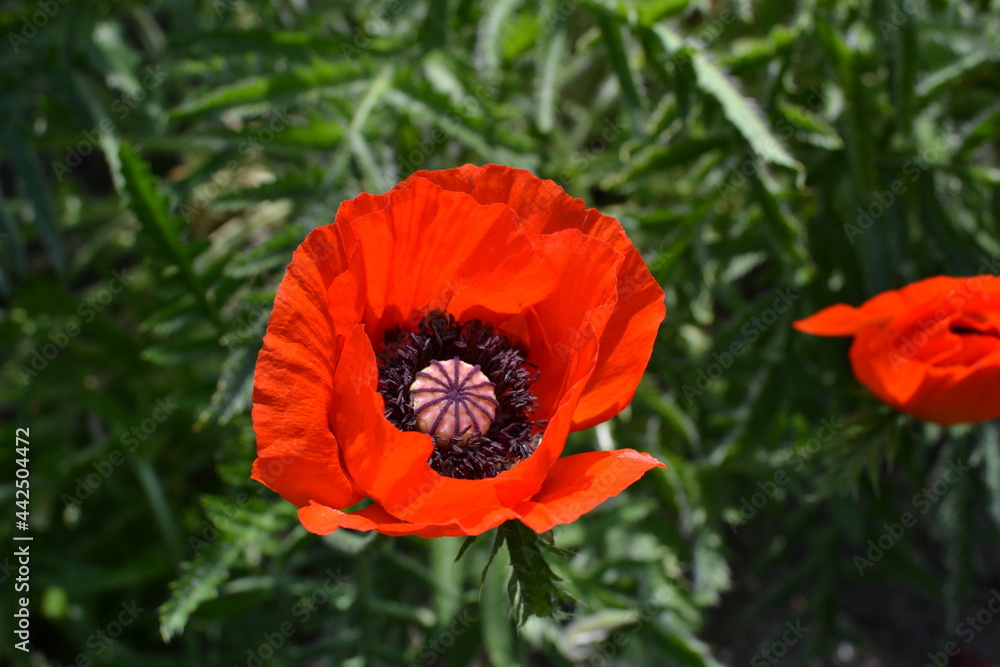 Fototapeta premium red poppy in a field