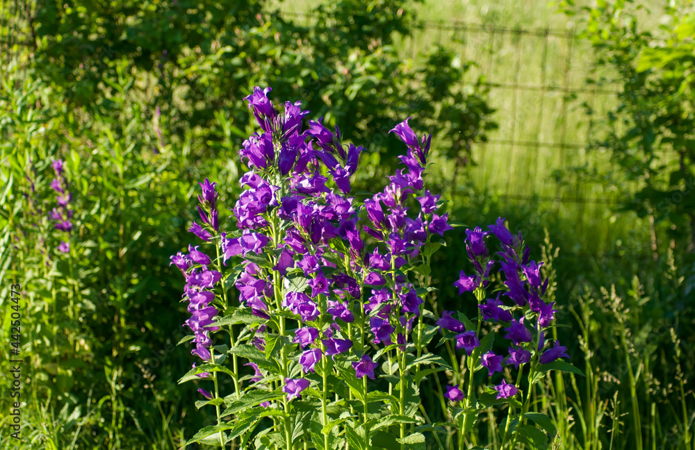 Obraz premium flowers in a field
