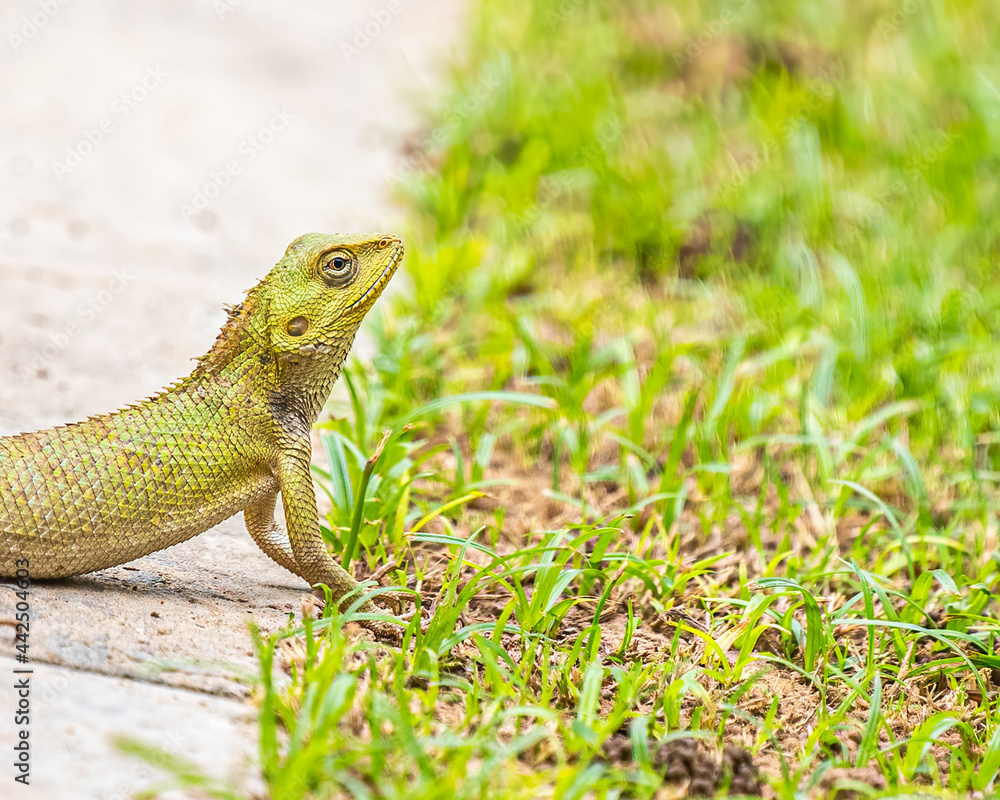 Fototapeta premium Chameleon turning green near grass