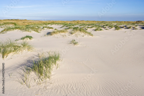 Duinvorming Vliehors Vlieland, Dune growth photo