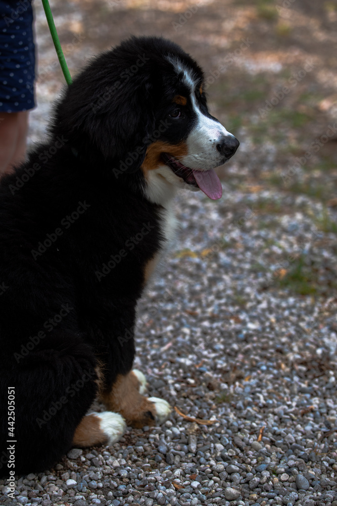 Bernese mountain dog Bernese mountain dog