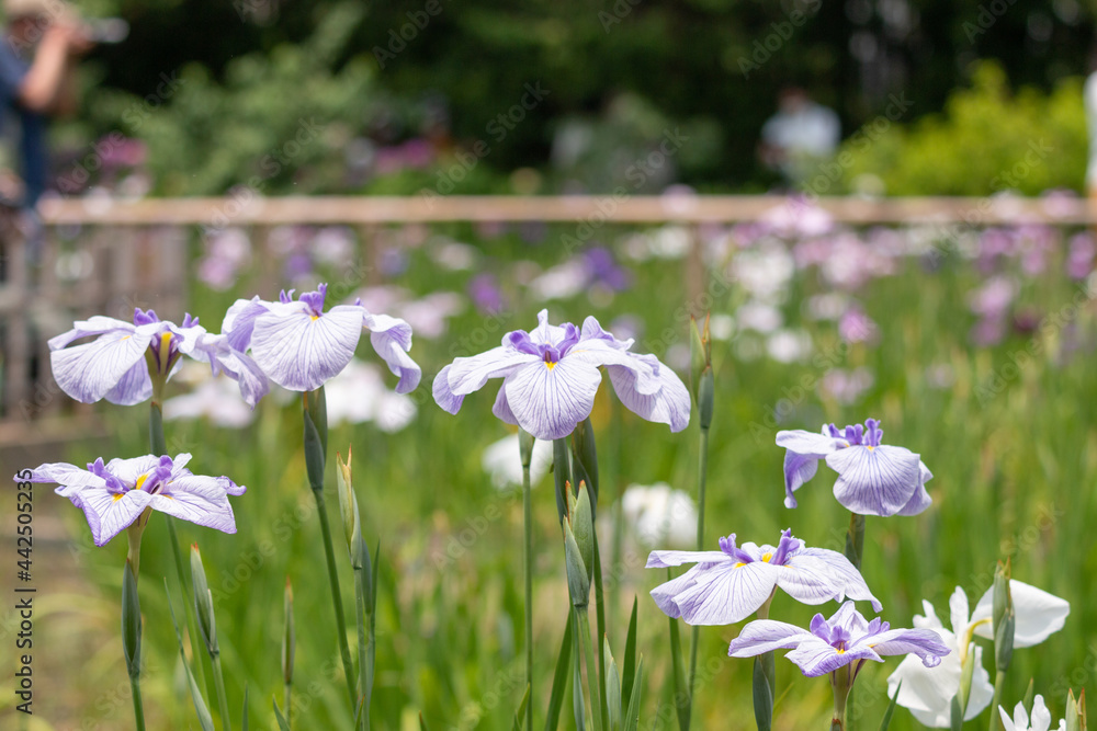 花菖蒲