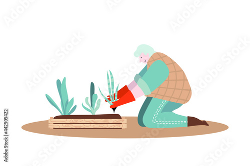 A grey-haired middle aged woman working in the garden. Active mature lady plant lover concept. Vector illustration, modern character design, isolated on white.