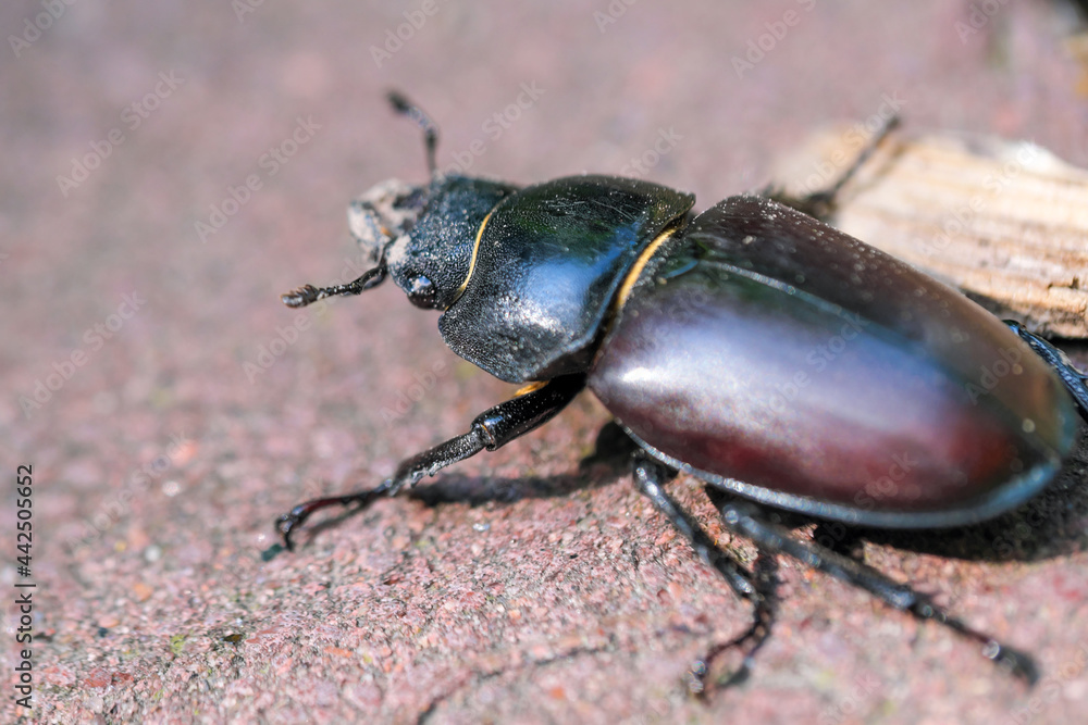 Woodcutter beetle large insect Woodcutter beetle large insect
