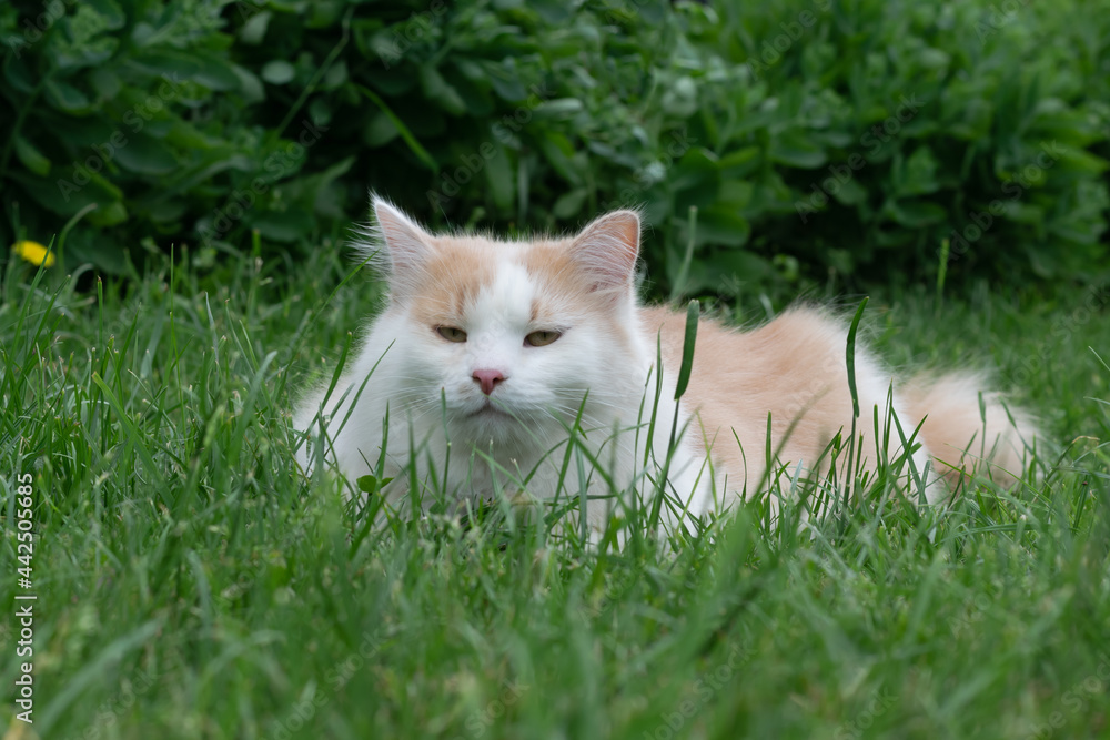 White-red fluffy domestic cat lying on the lawn in the garden. Selective focus. Horizontal photo.
