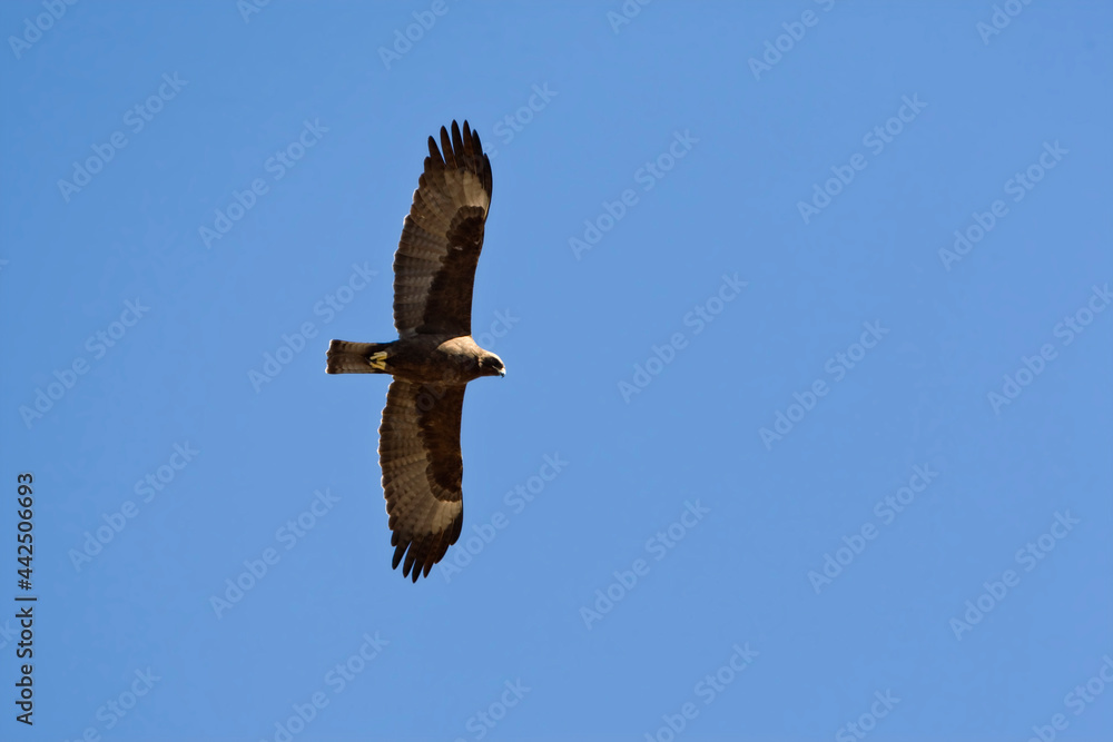 Wahlbergs Arend, Wahlberg's Eagle, Hieraaetus wahlbergi