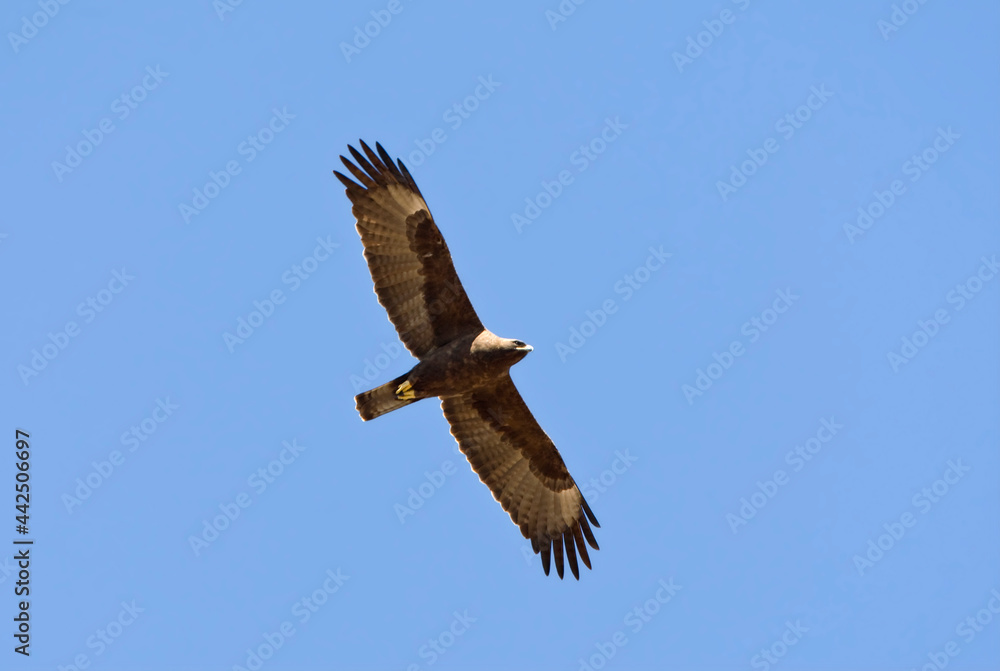 Fototapeta premium Wahlbergs Arend, Wahlberg's Eagle, Hieraaetus wahlbergi