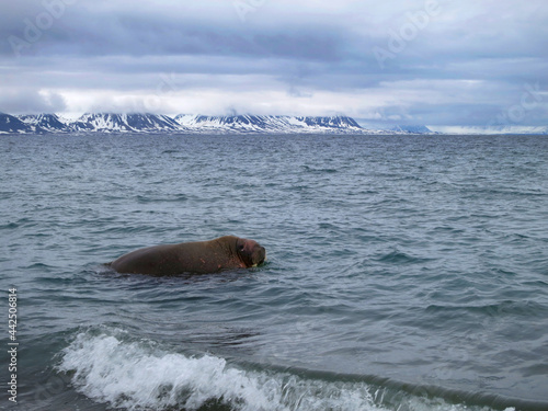 Walrus, Odobenus rosmarus photo