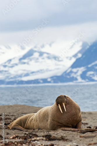 Walrus, Odobenus rosmarus photo