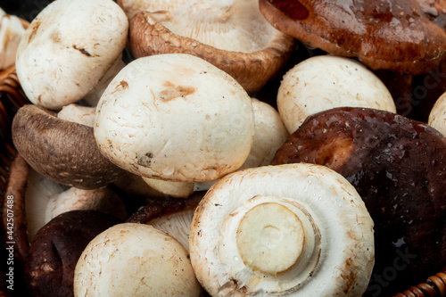 pattern of various types of fresh mushrooms side view